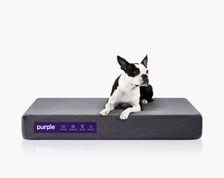 Purple Pet Bed