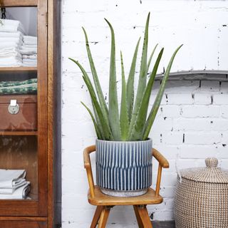 aloe plant in blue and white stripy pot on a chair