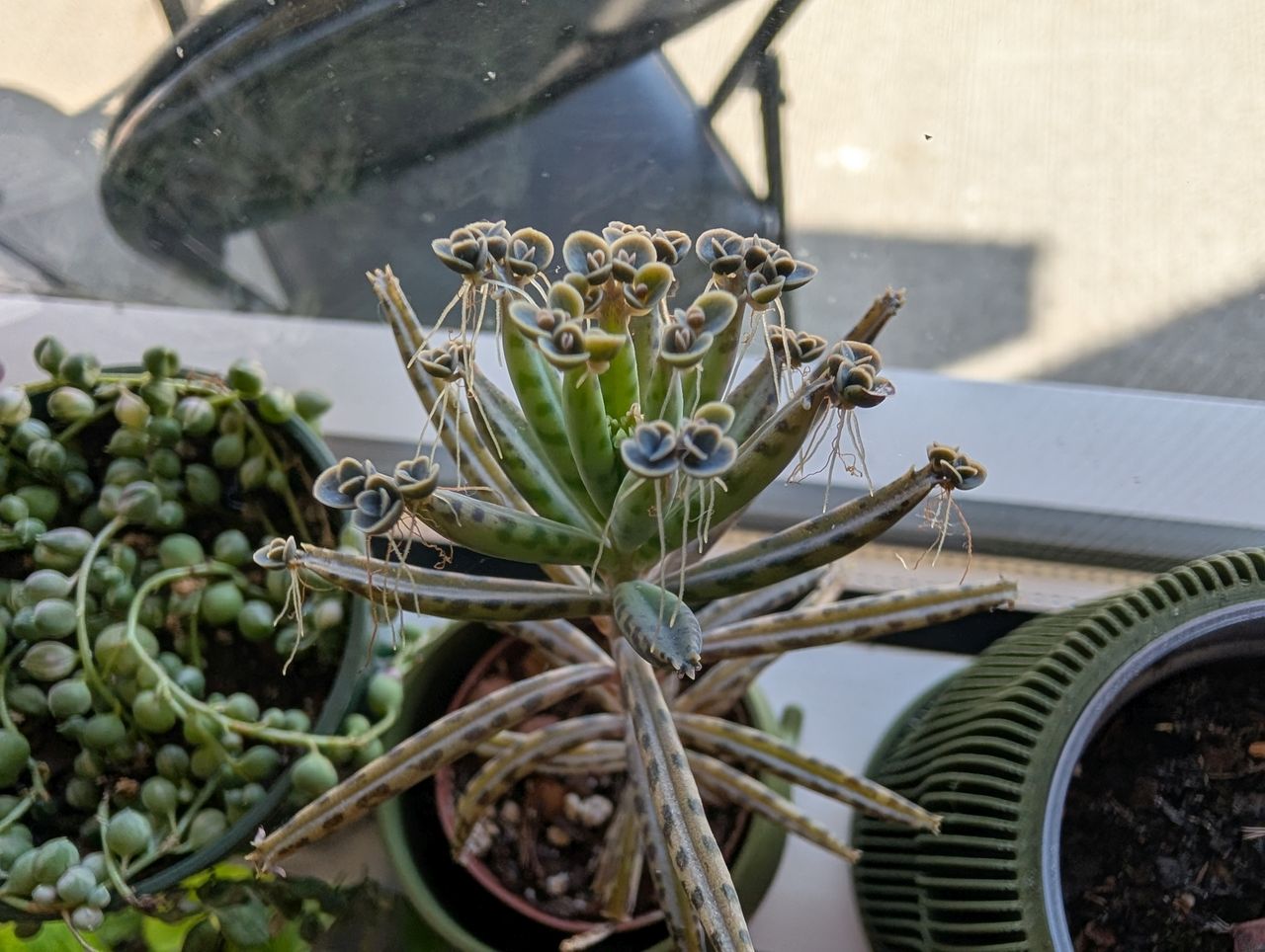 Google Pixel 9 Pro XL macro sample.