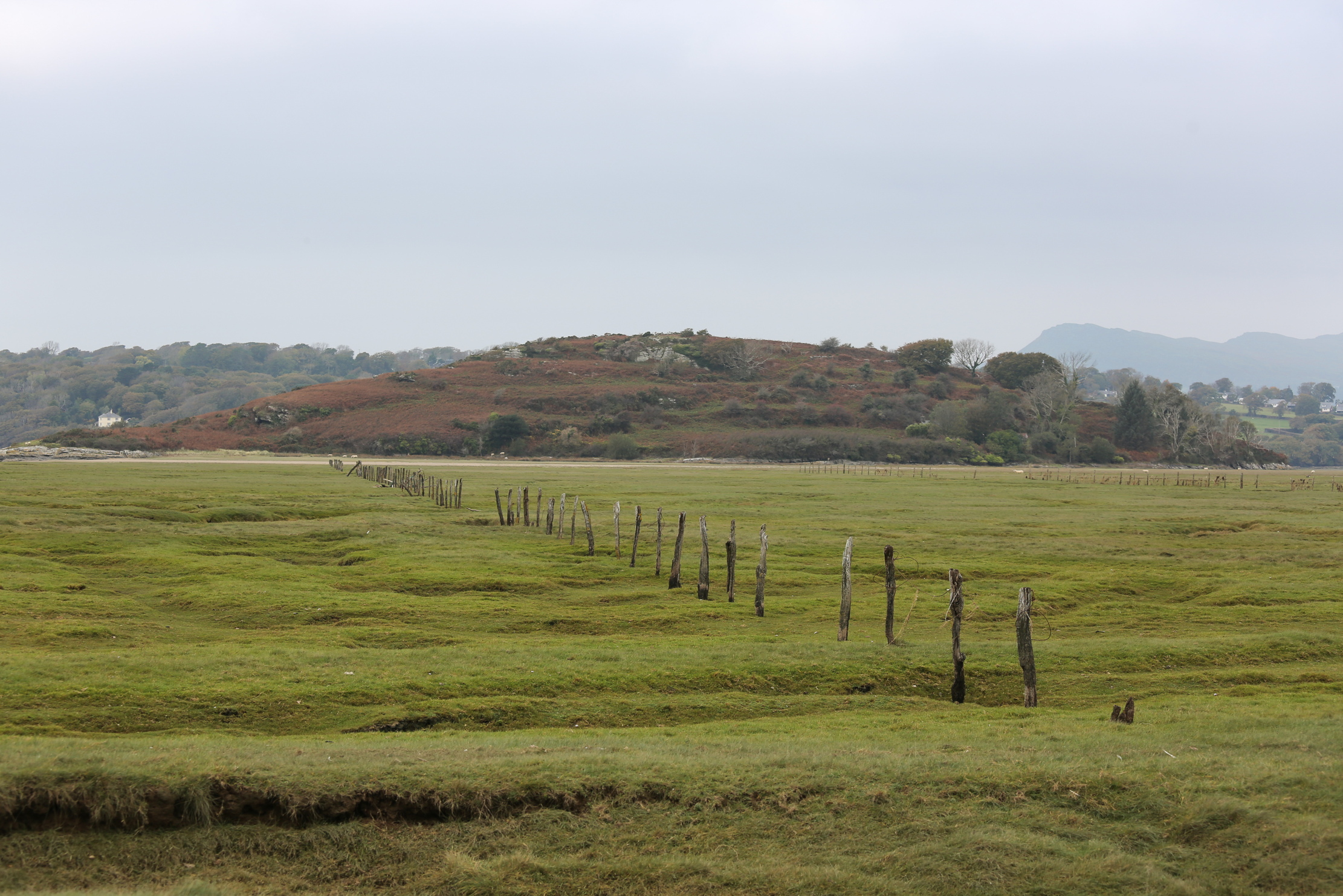 The barely inhabited welsh island of Ynys Gifftan, overgrown and lush