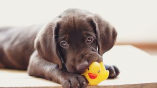 Brown dog with rubber duck in mouth — Best pet accessories