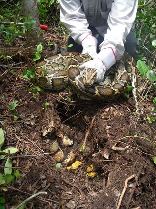 Invasive Burmese python on her nest in South Florida.