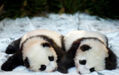Panda cubs.