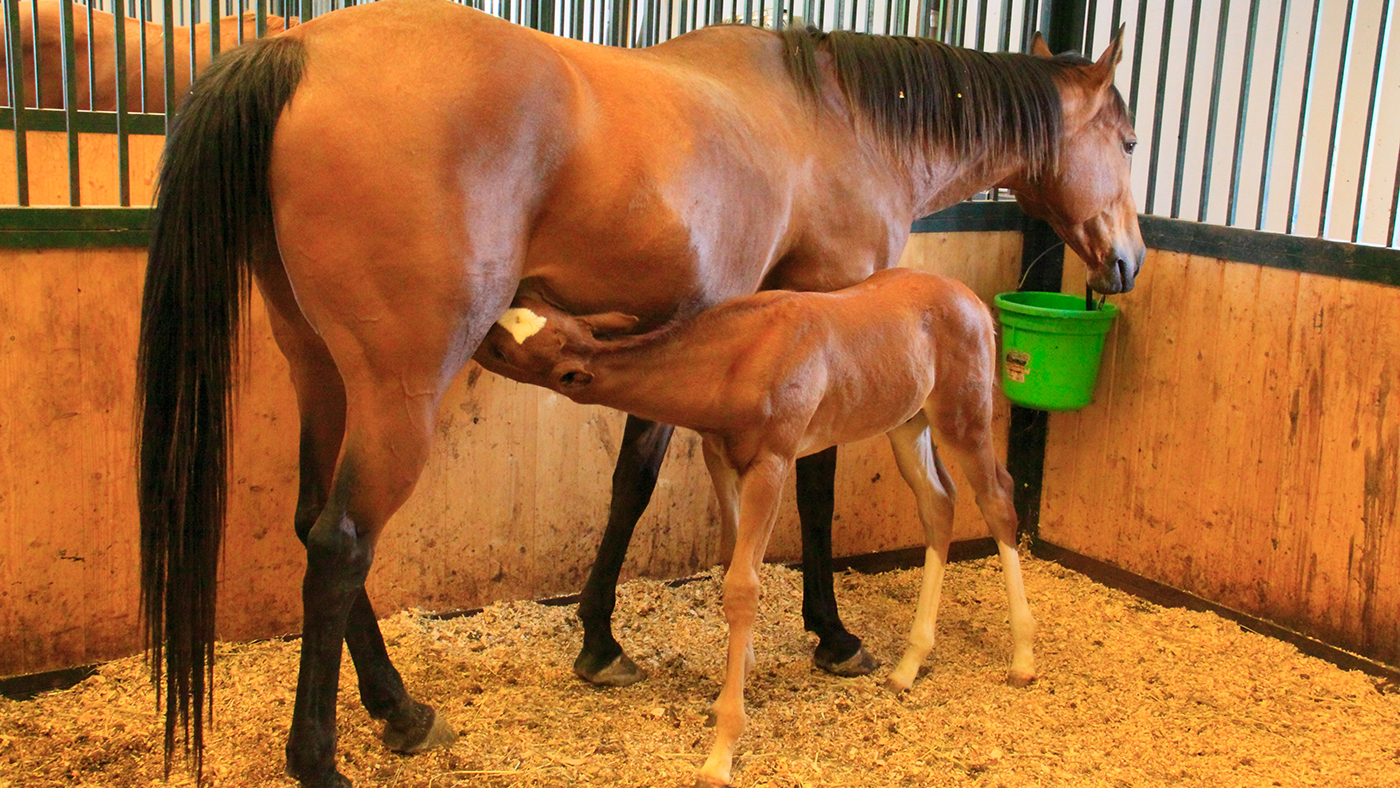 The sight of a foal happily drinking from its dam is a highlight of every foaling