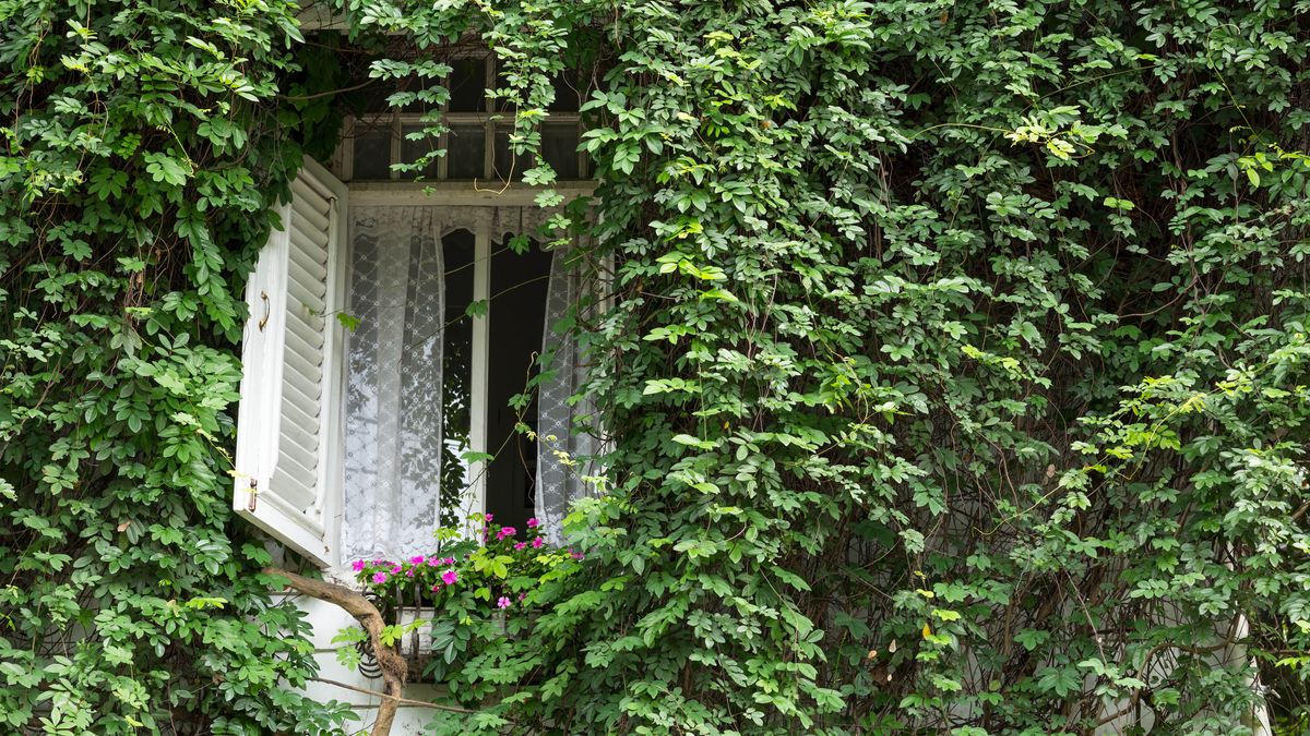 English Ivy growing on the side of a house with an open window