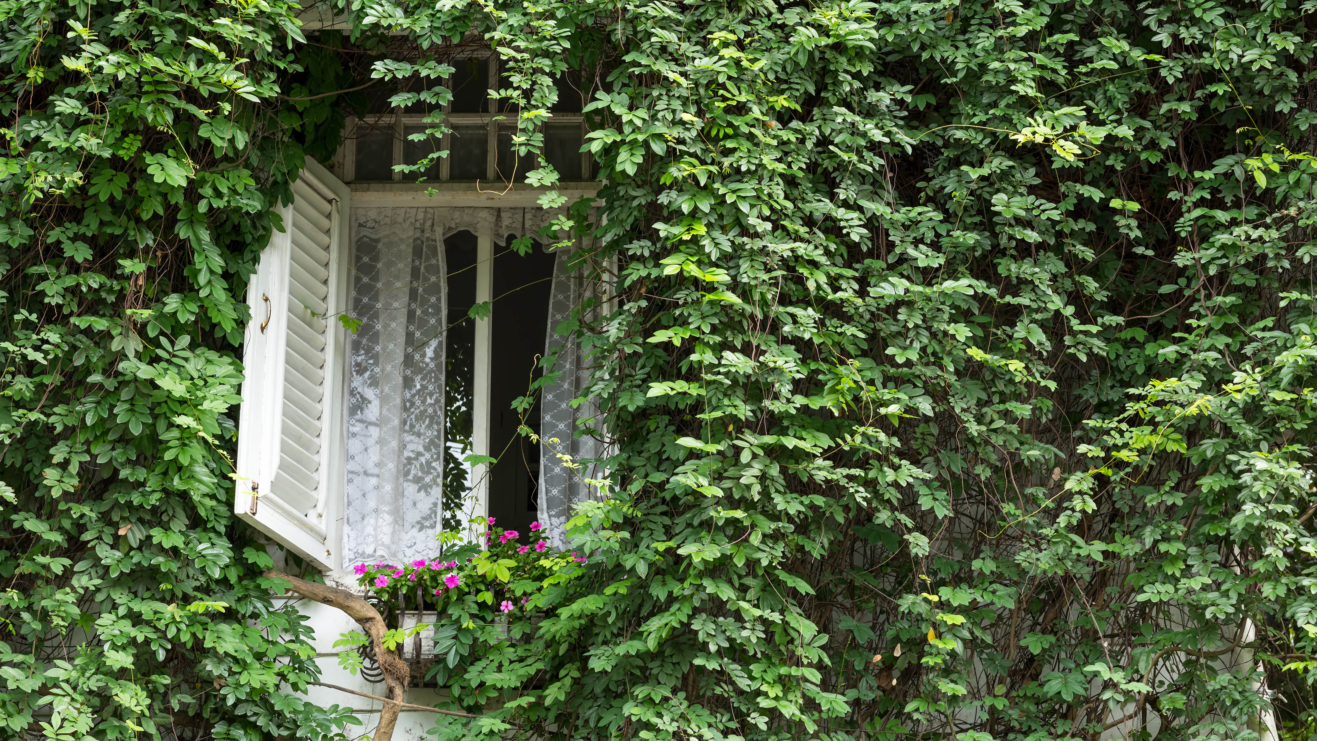 Английский плющ растет на стене дома с открытым окном
