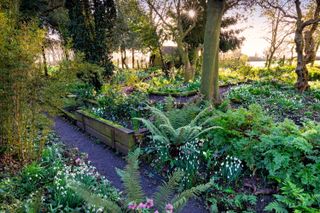 North Green snowdrops