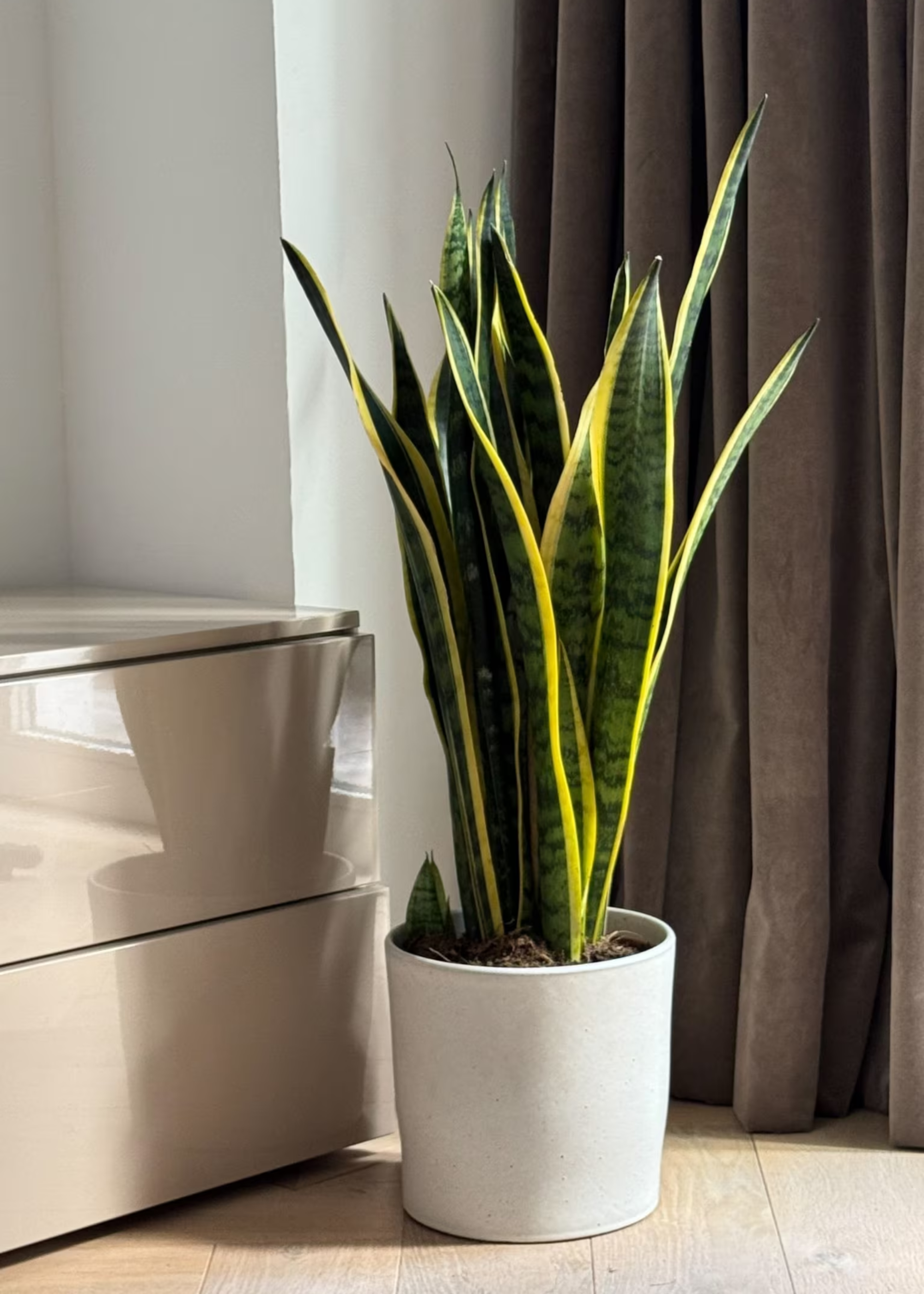 A snake plant in a white stone planter on a desk