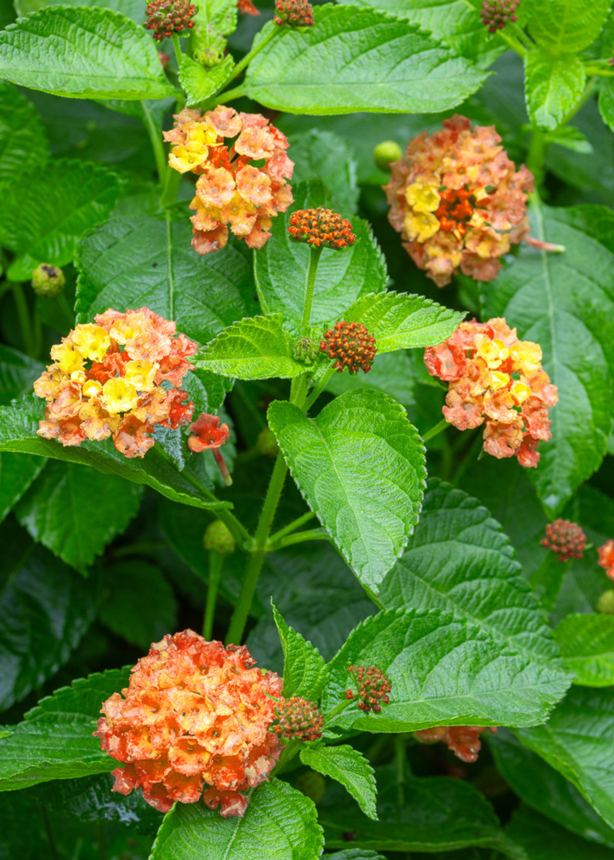 A close-up of lantanas