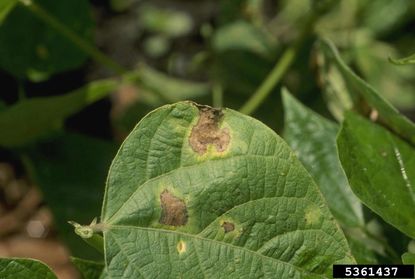 pea blight