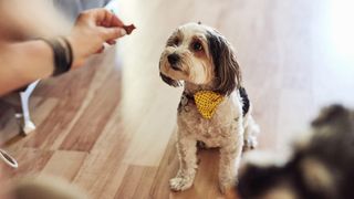 Dog not taking treat from person's hand