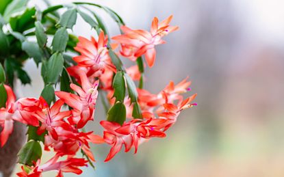 Christmas cactus