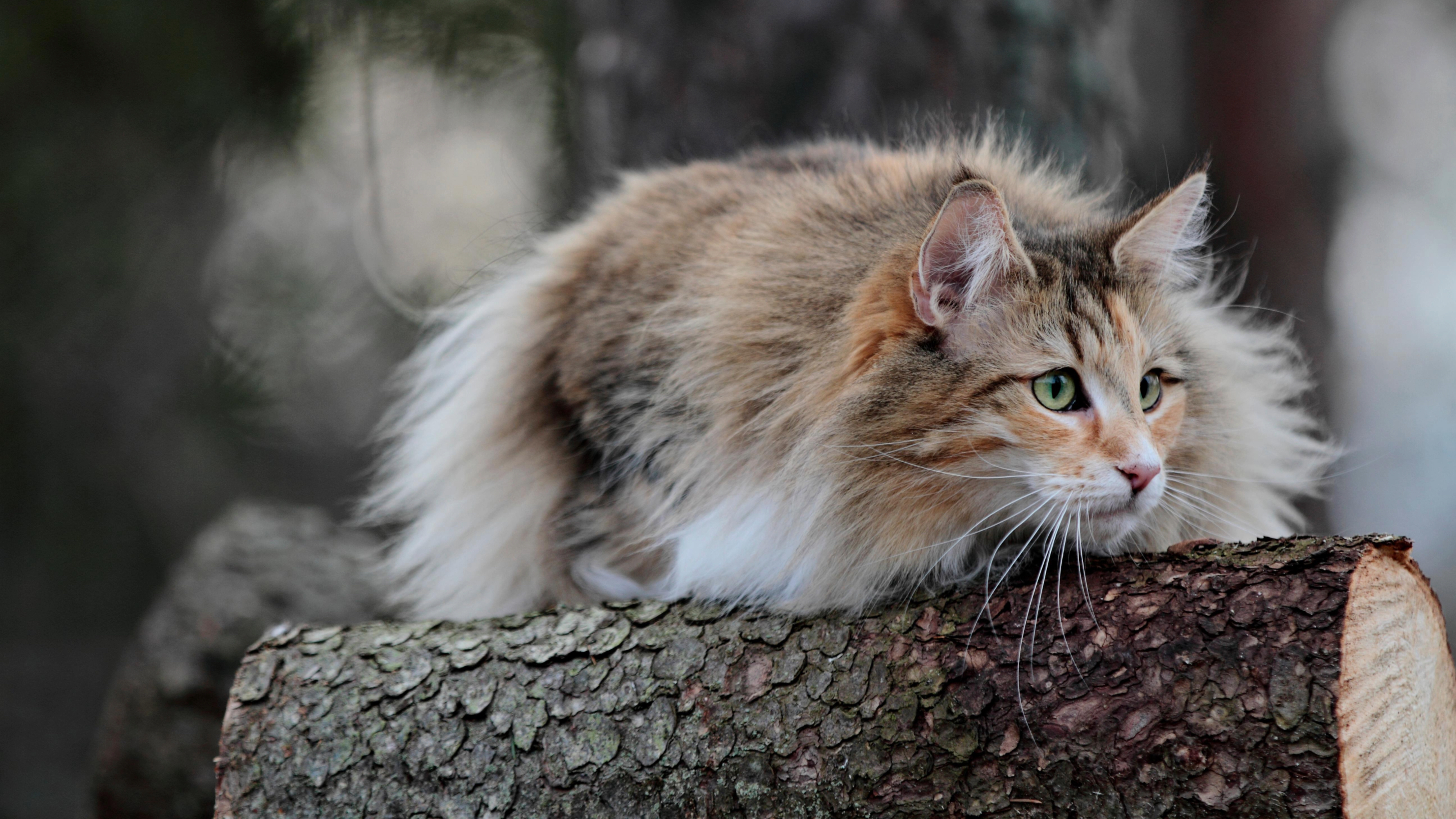 Norwegian Forest Cat