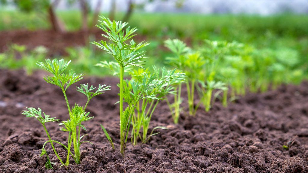 Carrot seedlings growing out of the ground