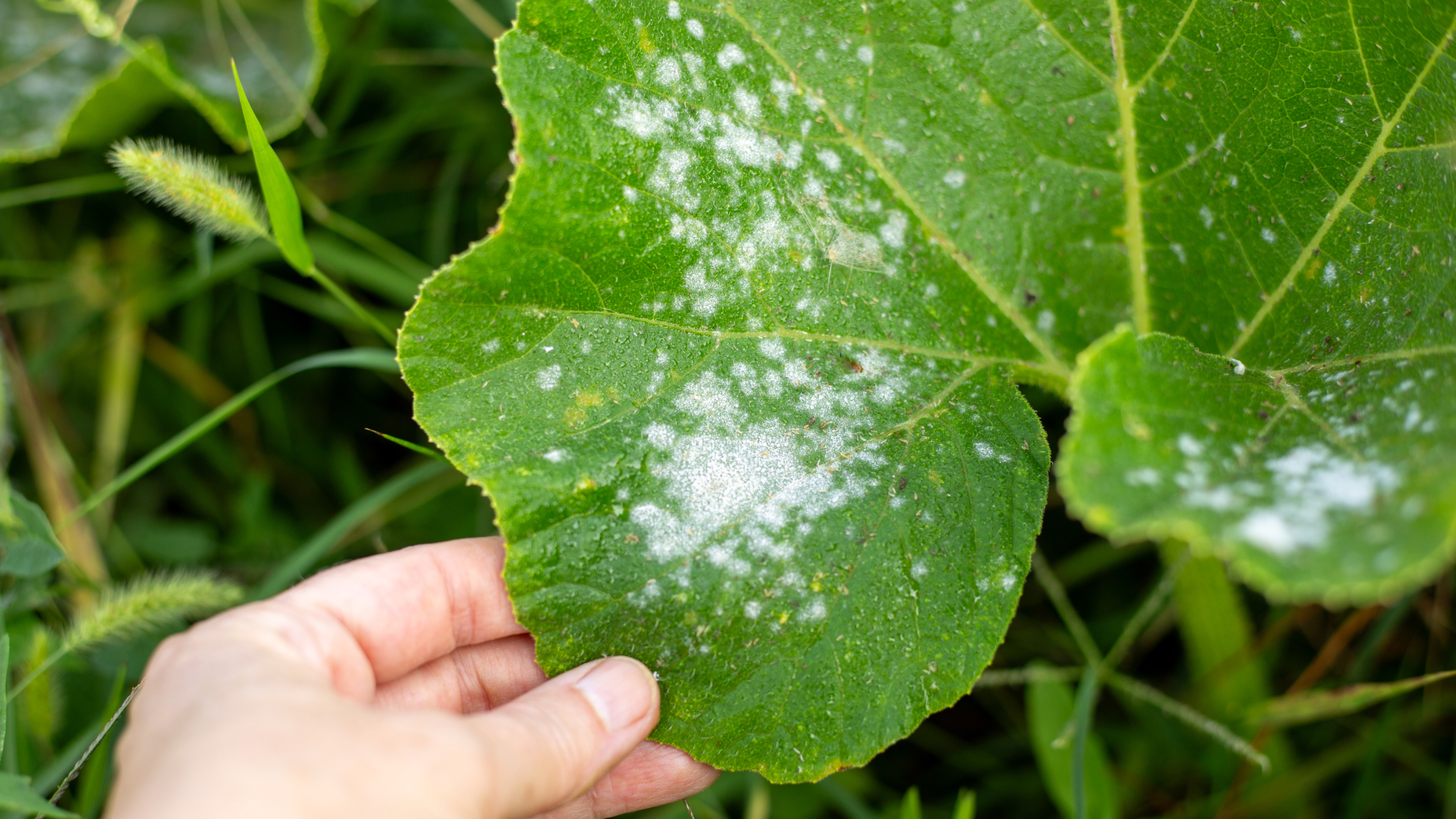 hand holding squash leaf with powdery mildew