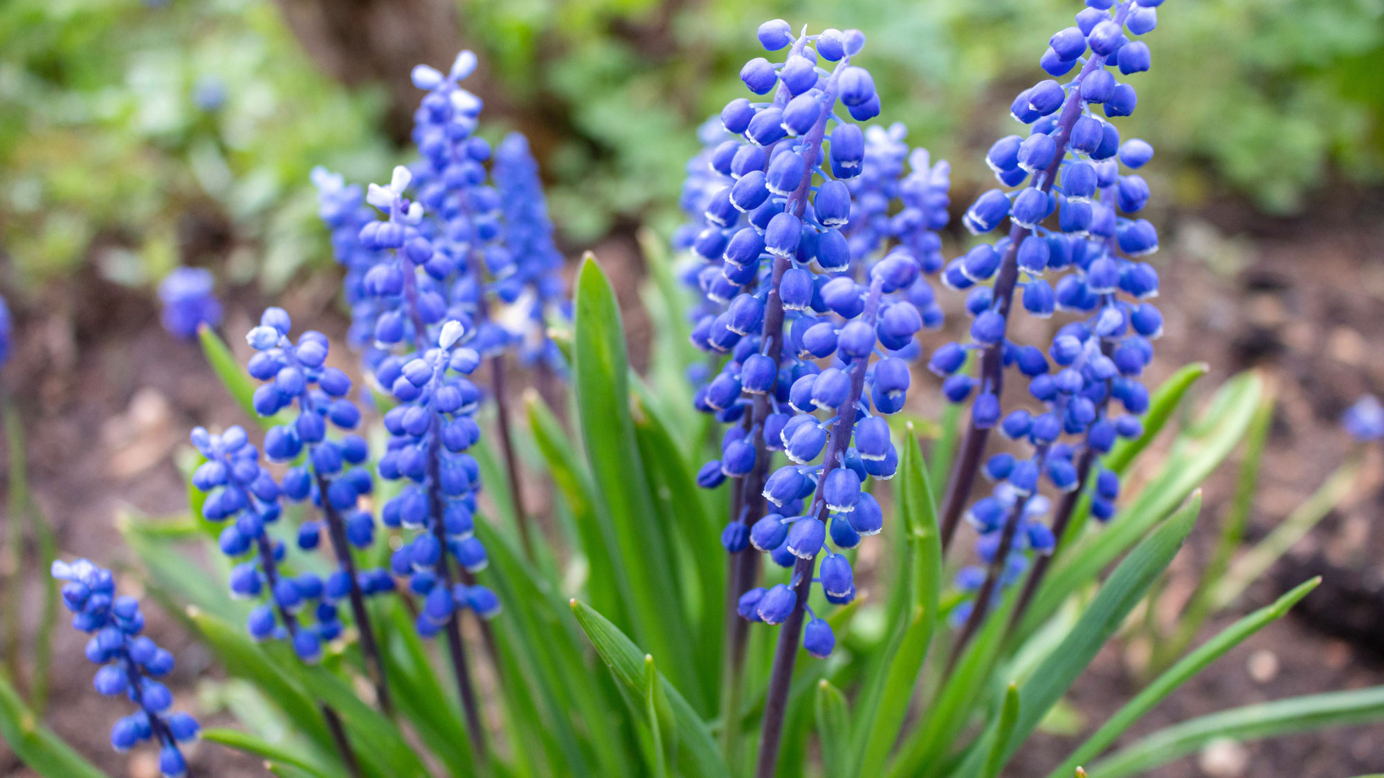 grape hyacinth flowers in garden