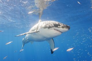 A great white shark seen off the coast of Guadalupe Island, Mexico. This is not Luna, the female great white cruising toward the Outer Banks.