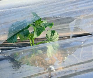 A squash plant is visible through a rip in plastic sheeting