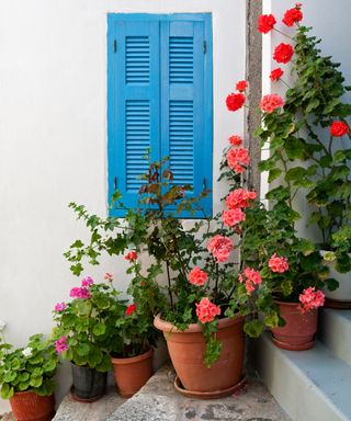 Mediterranean plants geraniums in pots in white washed summer display