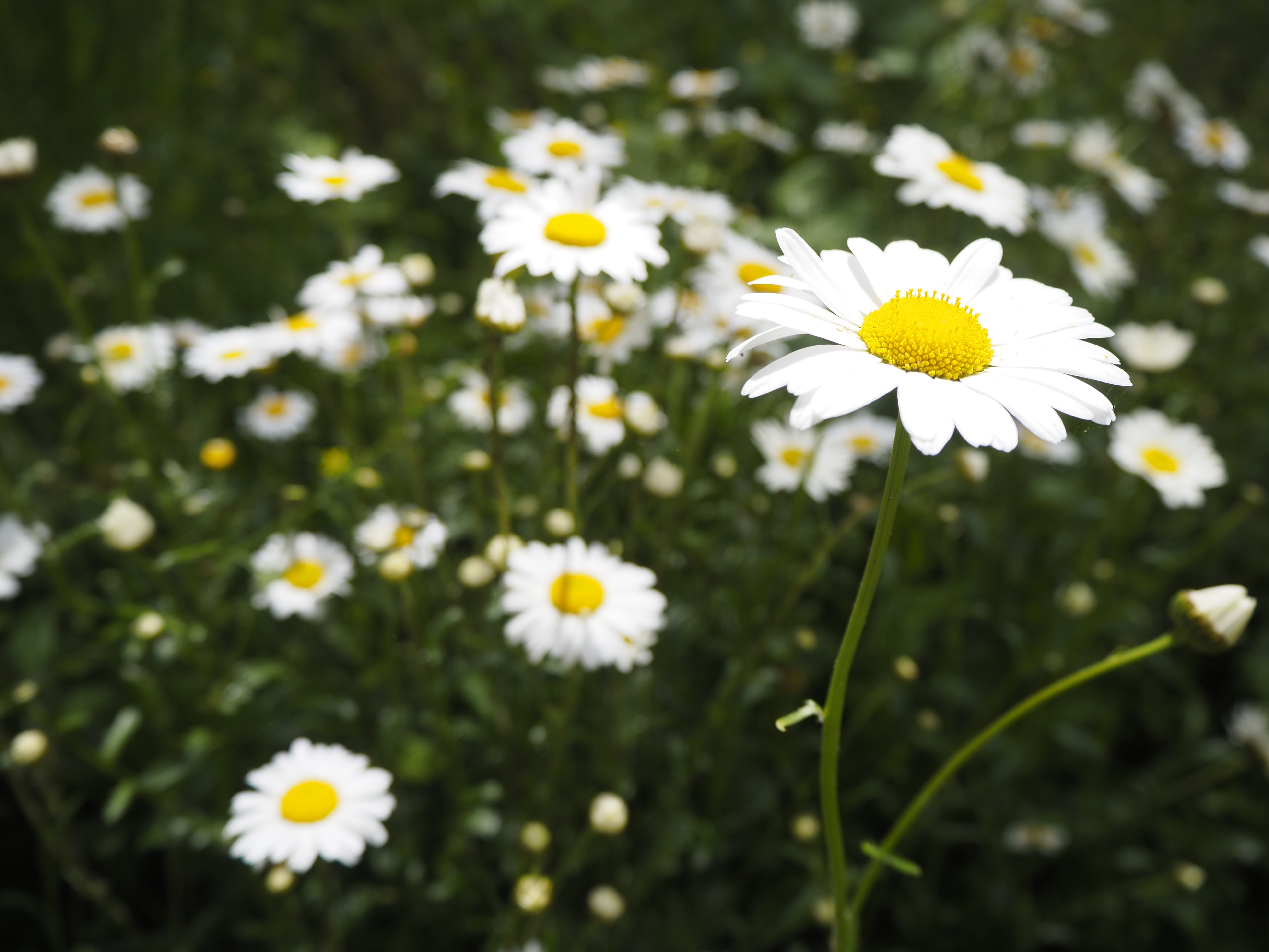 Daisies photographed using the Olympus E-P7