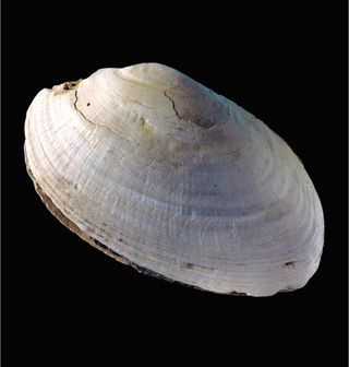 Homo erectus shell carving photo