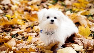 Maltese puppy sat amongst autumn leaves