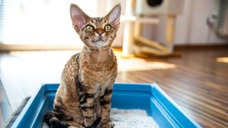 A kitten sitting in a litter tray