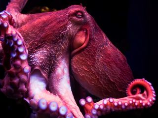 A bright pink octopus