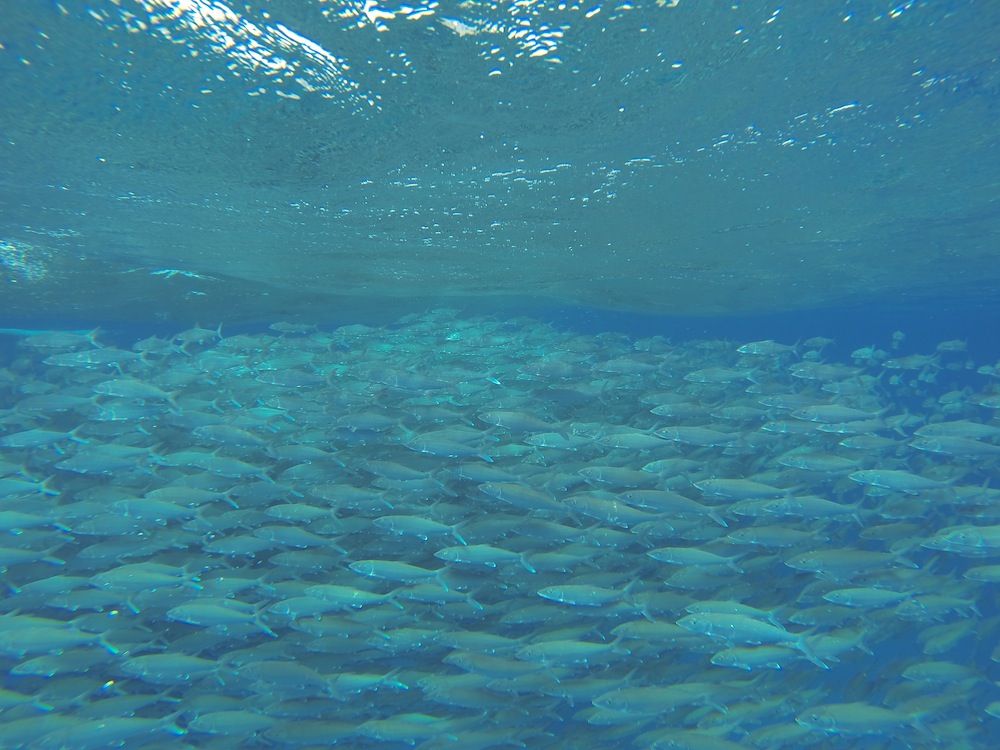 Bonefish school spawning