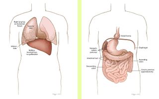 The donor's liver was oriented centrally, with an enlarged left lobe; her stomach, spleen and pancreas were located on the right.