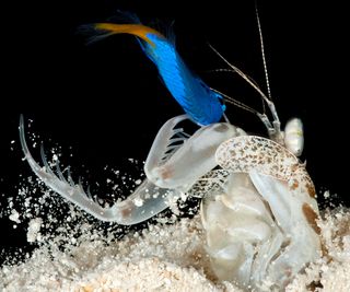 A "spearing" shrimp, L. maculata, just after capturing a prey fish.