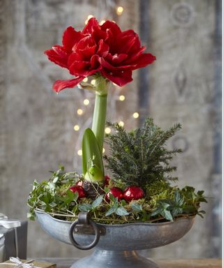 Amaryllis Christmas bulb