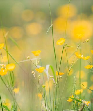 Flower of the Month, field of buttercups