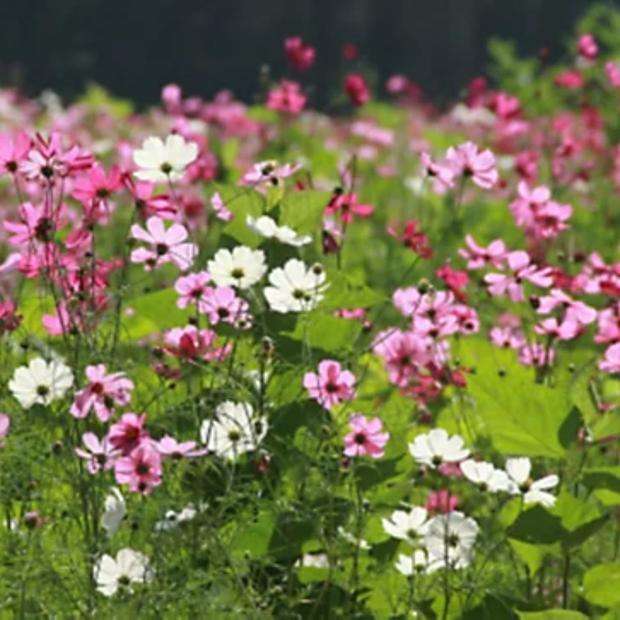 Cosmos Sensation Mix, 6 Plug Plants