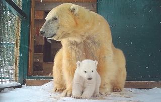 On 3 January 2018 the RZSS Highland Wildlife Park, based near Aviemore in Scotland, announced that its female polar bear Victoria had given birth to a cub – the first polar bear to be born in captivity in the UK for 25 years.