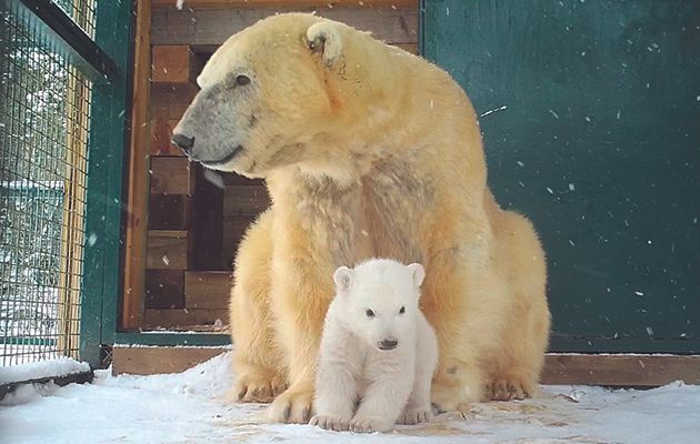 On 3 January 2018 the RZSS Highland Wildlife Park, based near Aviemore in Scotland, announced that its female polar bear Victoria had given birth to a cub – the first polar bear to be born in captivity in the UK for 25 years.