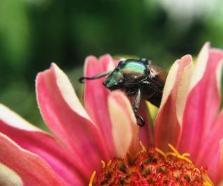 Close up of a Japanese beetle on a flower