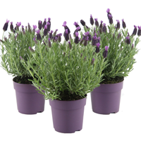 French Lavender - 12cm:&nbsp;£5 each, or two for £8