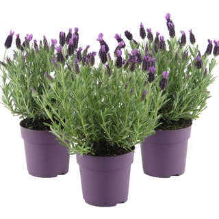 French lavender in purple pot