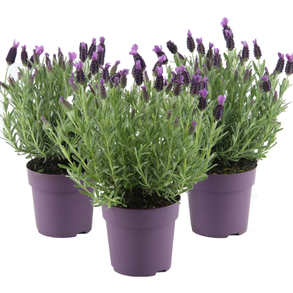 When to cut back lavender the Monty Don way | Ideal Home