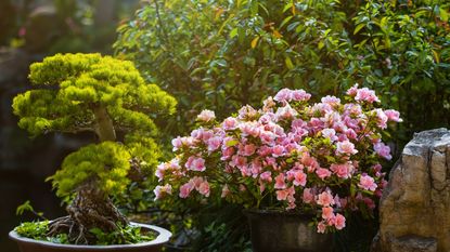 Bonsai tree alongside a pink camellia shrub in a pot