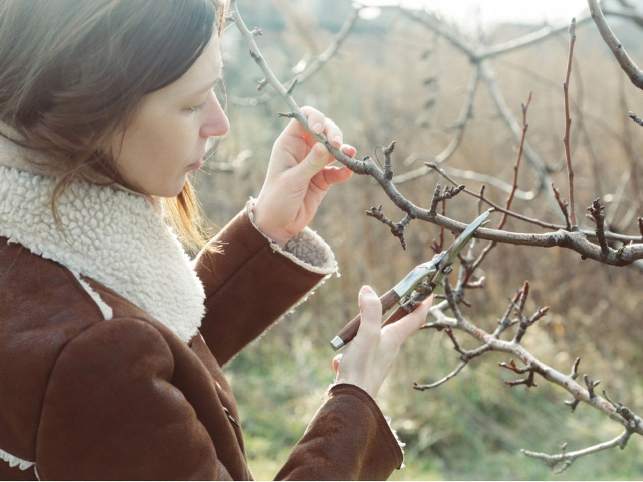 Pruning Of A Tree