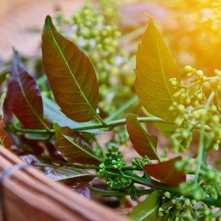 Neem plant leaves and berries in basket