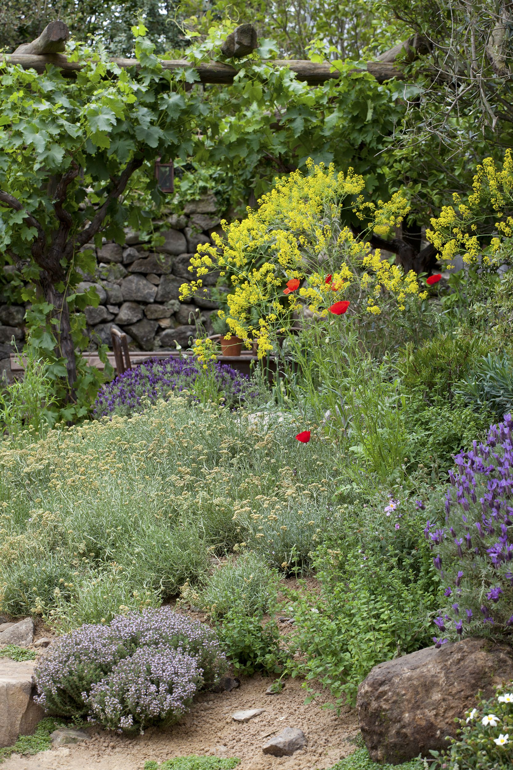 Mediterranean Gardens Design Ideas And Planting Tips For A Bright