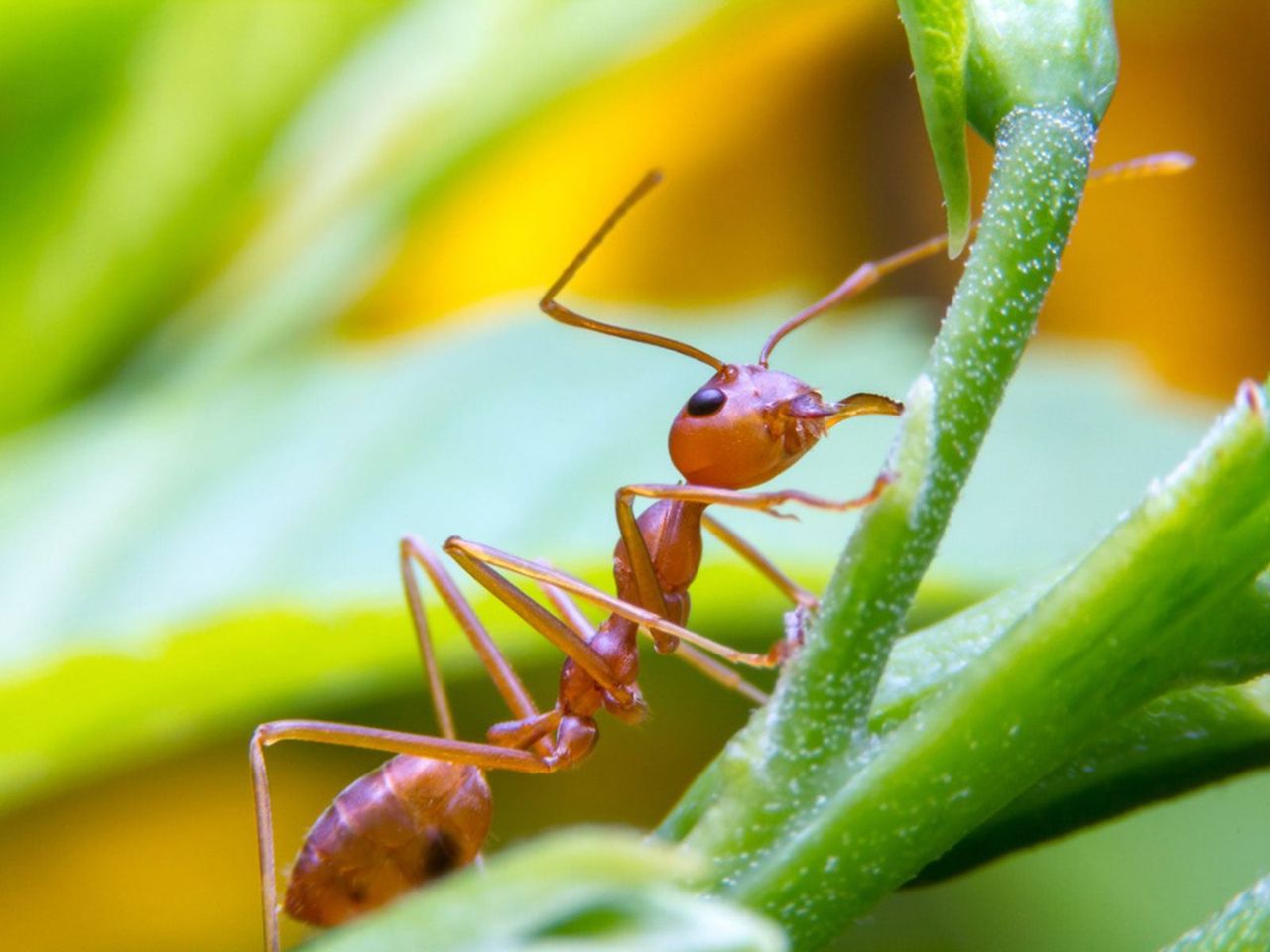 Close Up Of An Ant On A Plant