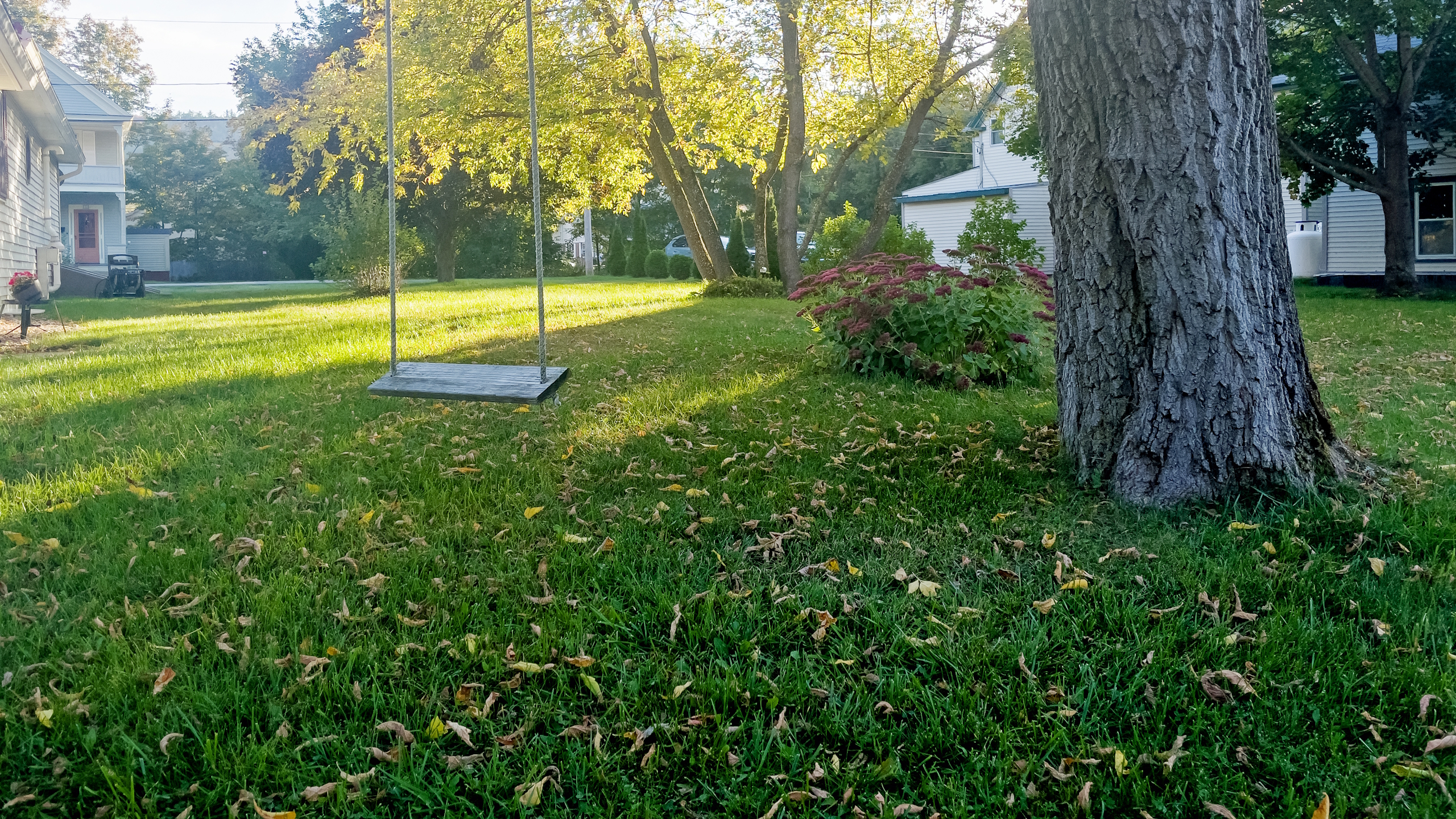 A fall lawn with scattered leaves and a swing hanging from a tree