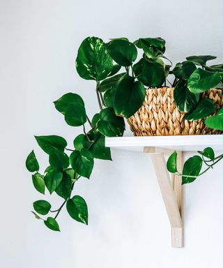 trailing pothos on shelf