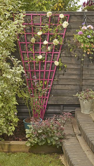 Garden makeover, detail of pink trellis with climbing rose against brown wooden fence.