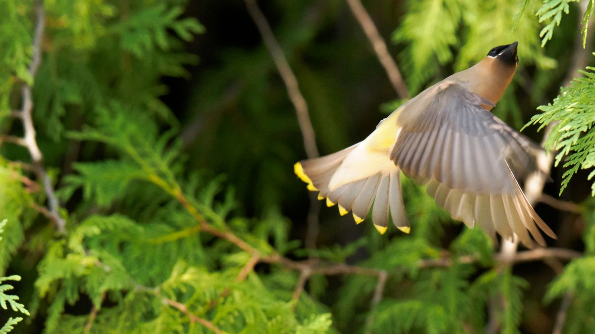 Cedar waxwing birds