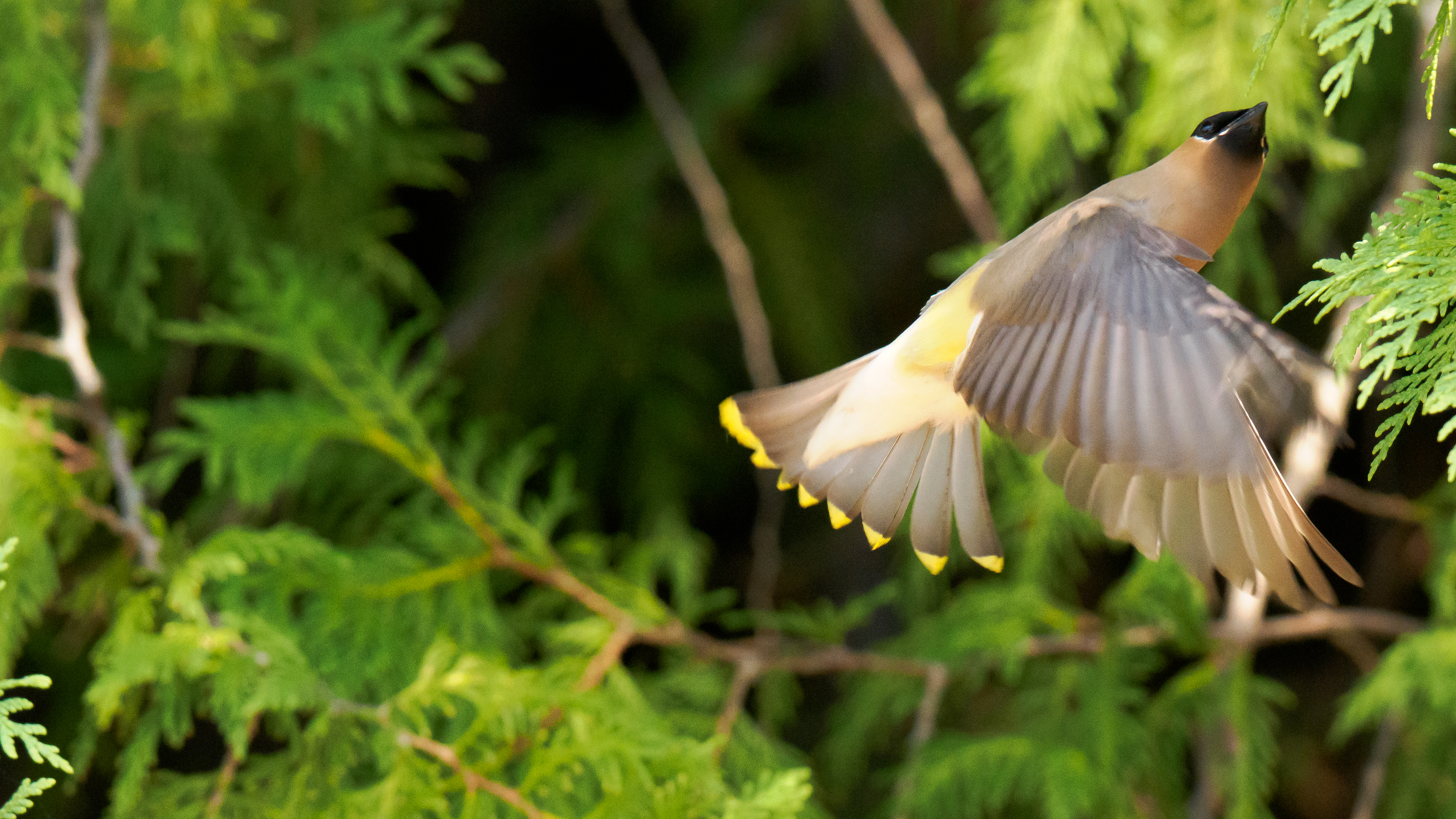 Cedar waxwing birds